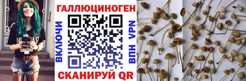 Галлюциногенные грибы Psilocybe  Крым 